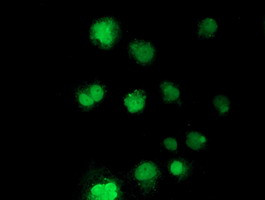 NHEJ1 Antibody in Immunocytochemistry (ICC/IF)