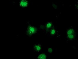 NHEJ1 Antibody in Immunocytochemistry (ICC/IF)