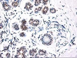 NIF3L1 Antibody in Immunohistochemistry (Paraffin) (IHC (P))