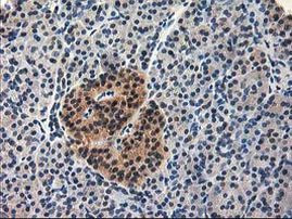 NIF3L1 Antibody in Immunohistochemistry (Paraffin) (IHC (P))