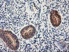 NIF3L1 Antibody in Immunohistochemistry (Paraffin) (IHC (P))