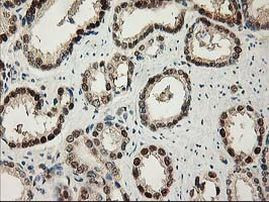 NIF3L1 Antibody in Immunohistochemistry (Paraffin) (IHC (P))