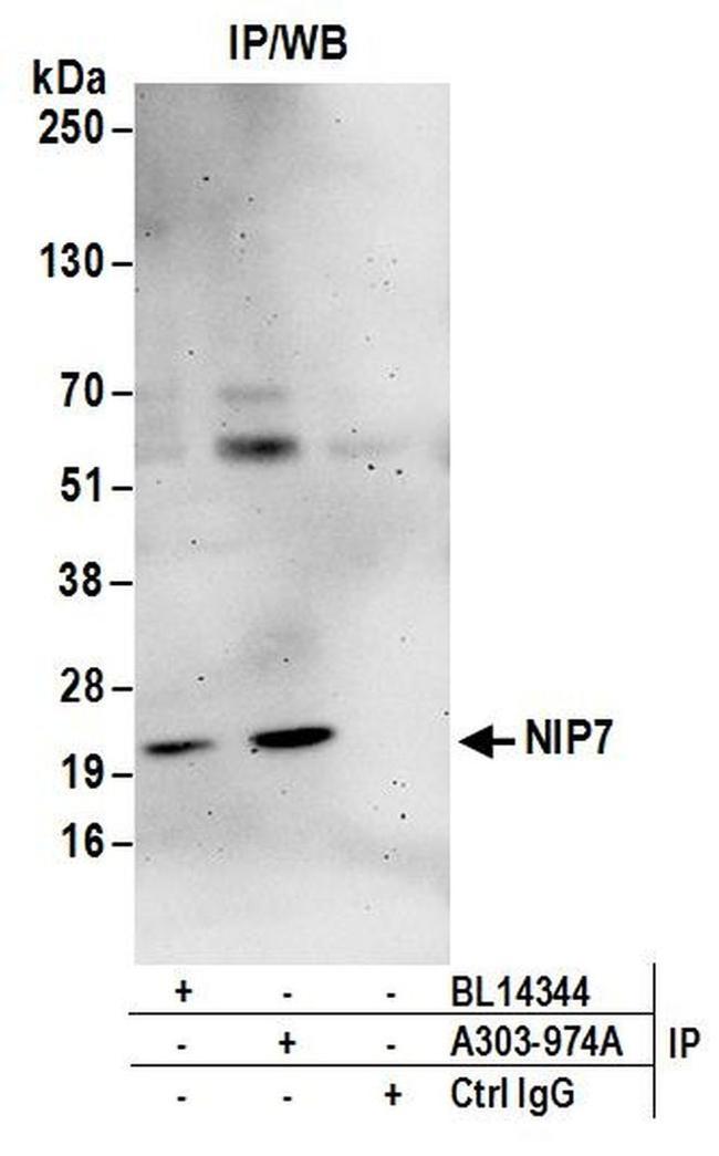 NIP7 Antibody in Western Blot (WB)