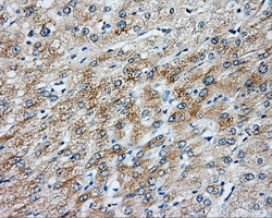 NIT2 Antibody in Immunohistochemistry (Paraffin) (IHC (P))