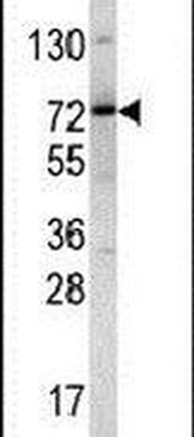 NKRF Antibody in Western Blot (WB)