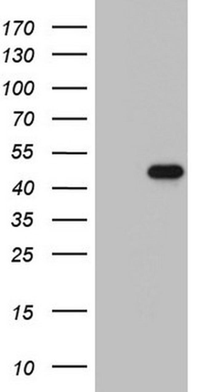 NKX2 Antibody in Western Blot (WB)