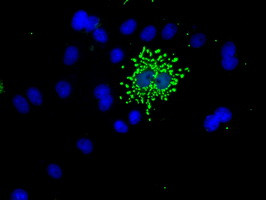 NME4 Antibody in Immunocytochemistry (ICC/IF)