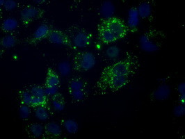 NME4 Antibody in Immunocytochemistry (ICC/IF)