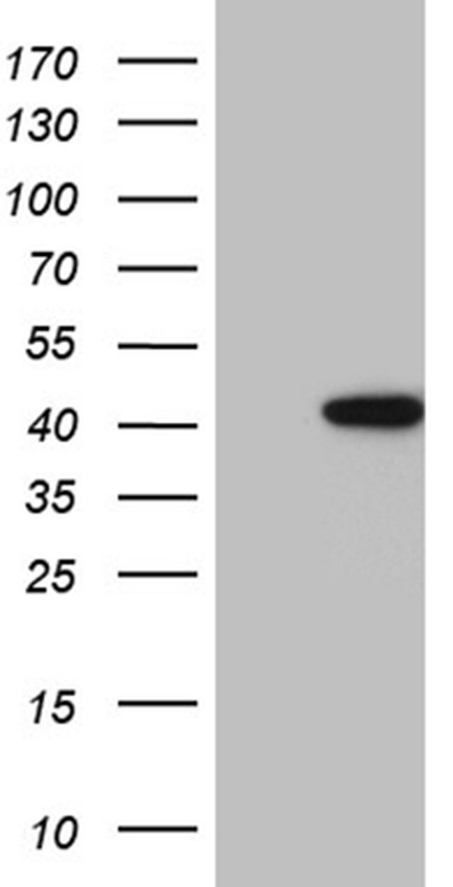 NMI Antibody in Western Blot (WB)