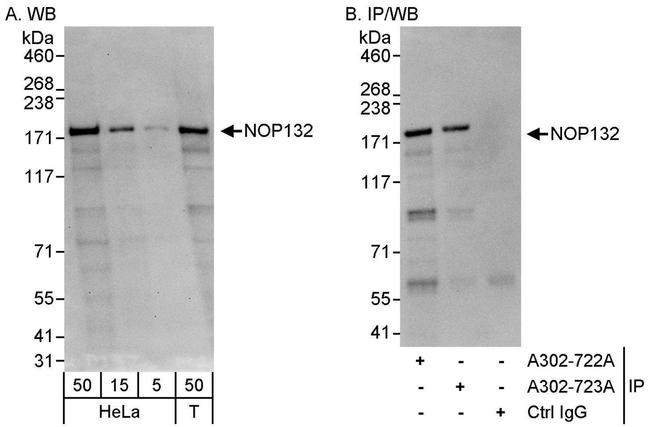 NOP132 Antibody in Western Blot (WB)