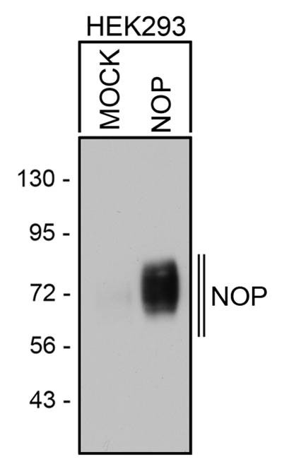 OPRL1 Antibody in Western Blot (WB)