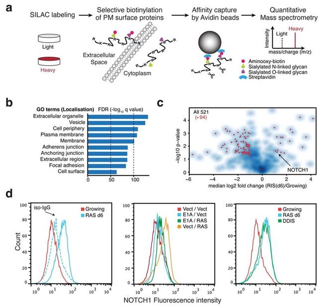 NOTCH1 Antibody in Flow Cytometry (Flow)