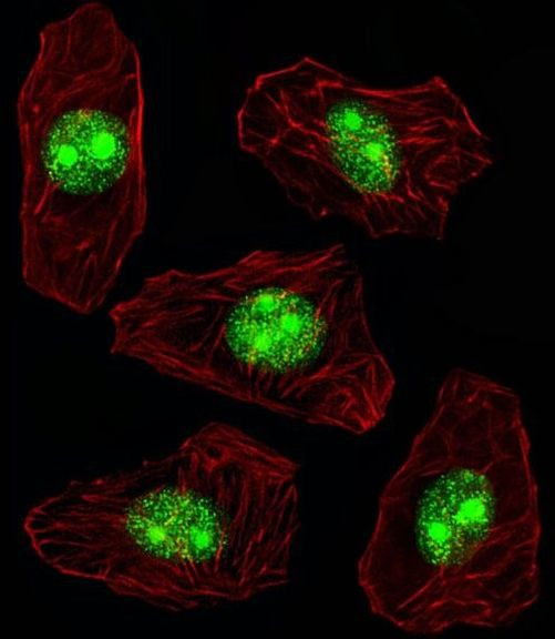 NPM1 Antibody in Immunocytochemistry (ICC/IF)