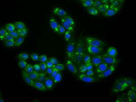 NPR3 Antibody in Immunocytochemistry (ICC/IF)