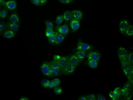 NPR3 Antibody in Immunocytochemistry (ICC/IF)