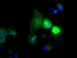 NPR3 Antibody in Immunocytochemistry (ICC/IF)