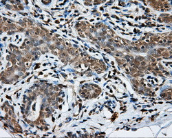 NPR3 Antibody in Immunohistochemistry (Paraffin) (IHC (P))