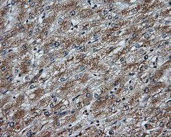 NPR3 Antibody in Immunohistochemistry (Paraffin) (IHC (P))