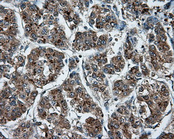 NPR3 Antibody in Immunohistochemistry (Paraffin) (IHC (P))