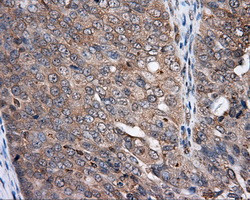 NPR3 Antibody in Immunohistochemistry (Paraffin) (IHC (P))