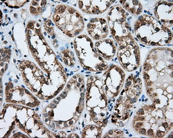 NPR3 Antibody in Immunohistochemistry (Paraffin) (IHC (P))