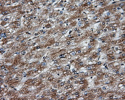 NPR3 Antibody in Immunohistochemistry (Paraffin) (IHC (P))