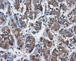 NPR3 Antibody in Immunohistochemistry (Paraffin) (IHC (P))