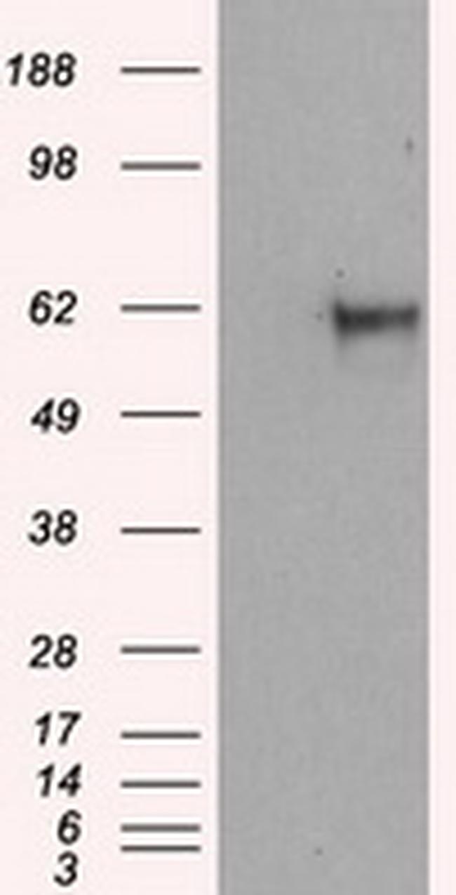 NPR3 Antibody in Western Blot (WB)