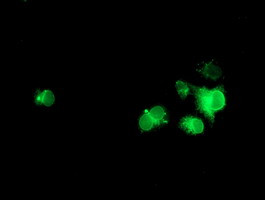 NPTN Antibody in Immunocytochemistry (ICC/IF)