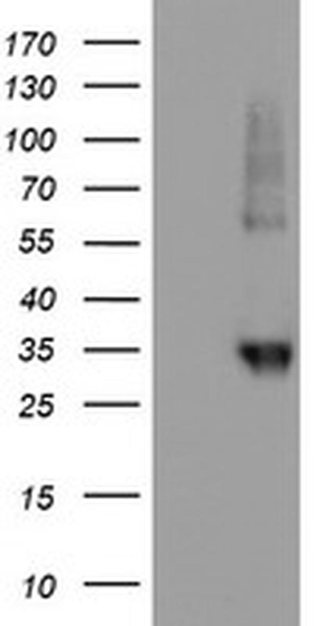 NPTN Antibody in Western Blot (WB)