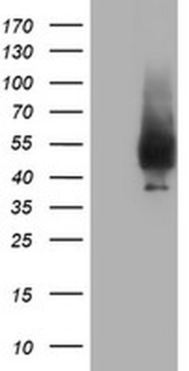 NPTN Antibody in Western Blot (WB)