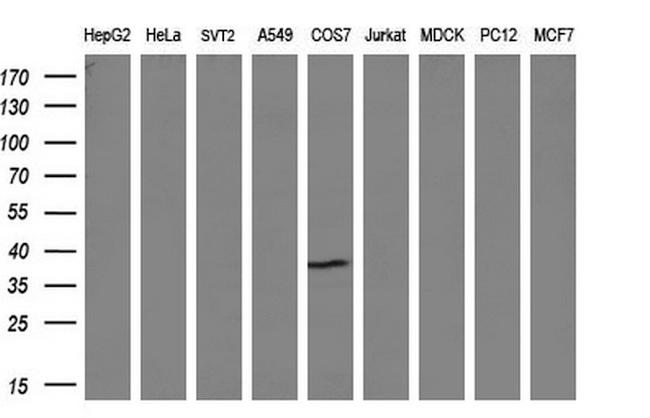 NR0B2 Antibody in Western Blot (WB)