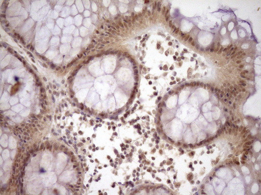 NR2C2 Antibody in Immunohistochemistry (Paraffin) (IHC (P))