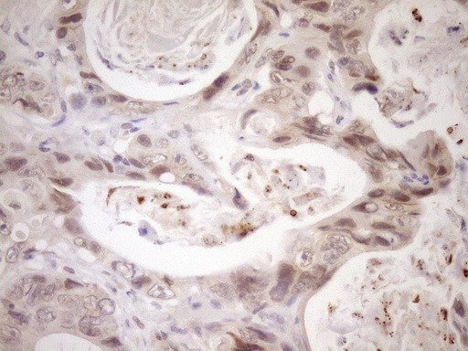 NR2C2 Antibody in Immunohistochemistry (Paraffin) (IHC (P))