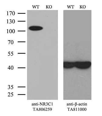 NR3C1 Antibody