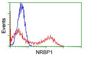 NRBP1 Antibody in Flow Cytometry (Flow)