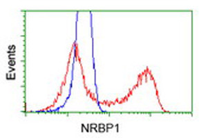 NRBP1 Antibody in Flow Cytometry (Flow)