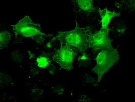 NRBP1 Antibody in Immunocytochemistry (ICC/IF)