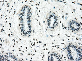 NRBP1 Antibody in Immunohistochemistry (Paraffin) (IHC (P))