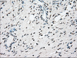 NRBP1 Antibody in Immunohistochemistry (Paraffin) (IHC (P))