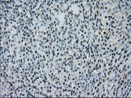 NRBP1 Antibody in Immunohistochemistry (Paraffin) (IHC (P))