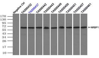 NRBP1 Antibody in Immunoprecipitation (IP)