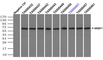 NRBP1 Antibody in Immunoprecipitation (IP)