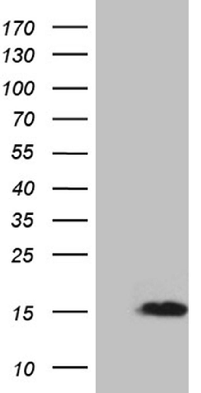 NRGN Antibody in Western Blot (WB)