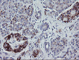 NRIP3 Antibody in Immunohistochemistry (Paraffin) (IHC (P))