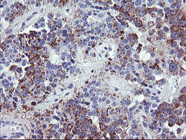 NRIP3 Antibody in Immunohistochemistry (Paraffin) (IHC (P))