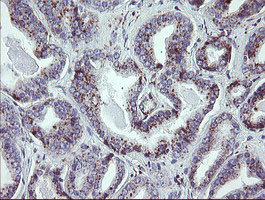 NRIP3 Antibody in Immunohistochemistry (Paraffin) (IHC (P))