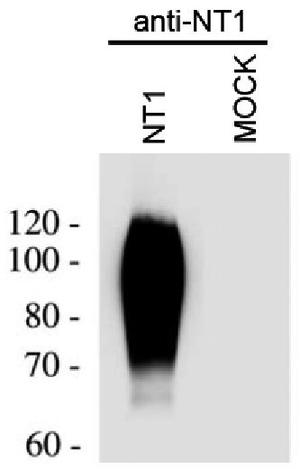 NTSR1 Antibody in Western Blot (WB)
