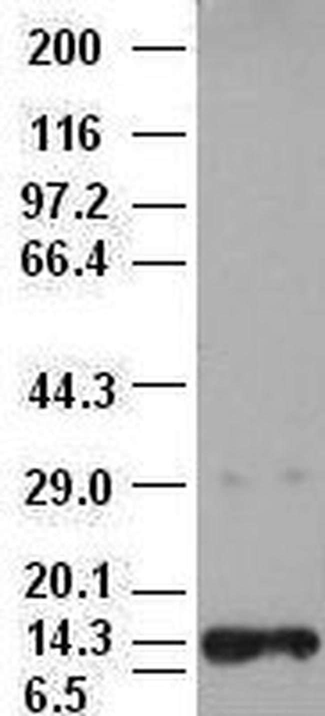 NT3 Antibody in Western Blot (WB)