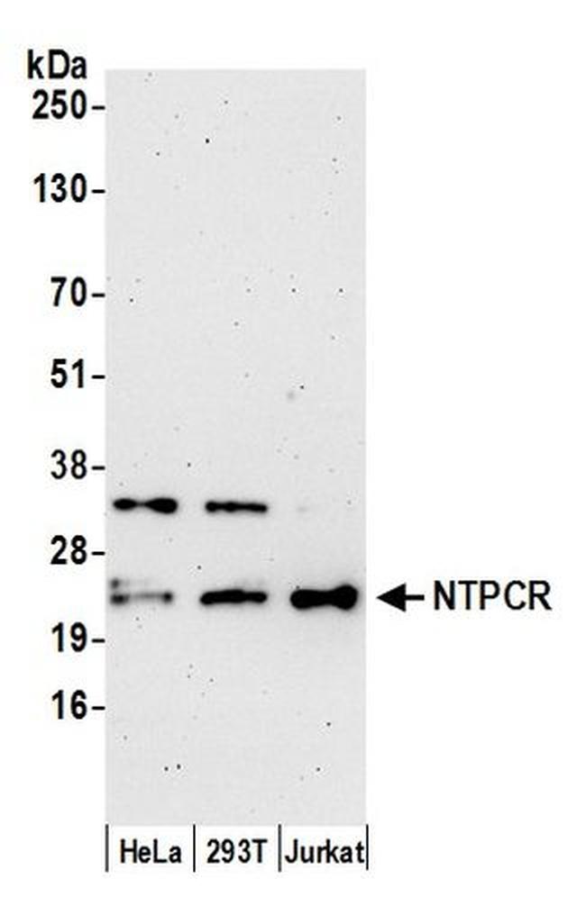 NTPCR Antibody in Western Blot (WB)